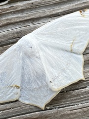 Sericoptera
