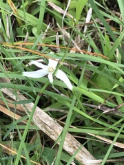 Rhynchospora colorata