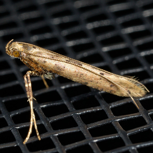 Gracillariidae