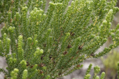 Image of Aspalathus forbesii by (c) Tony Rebelo, some rights reserved (CC BY-SA)