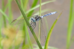 Orthetrum icteromelas