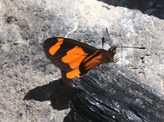 Acraea uvui
