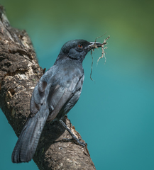 Laniarius funebris