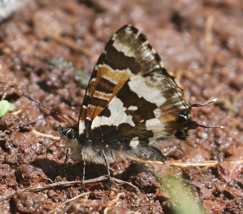 Uranothauma delatorum