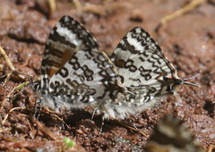 Uranothauma cordatus