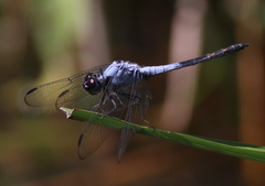 Nesciothemis