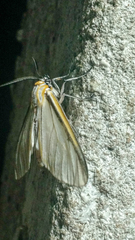 Hyalurga fenestrata