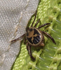 Rhipicephalus pulchellus