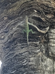 Anolis leachii