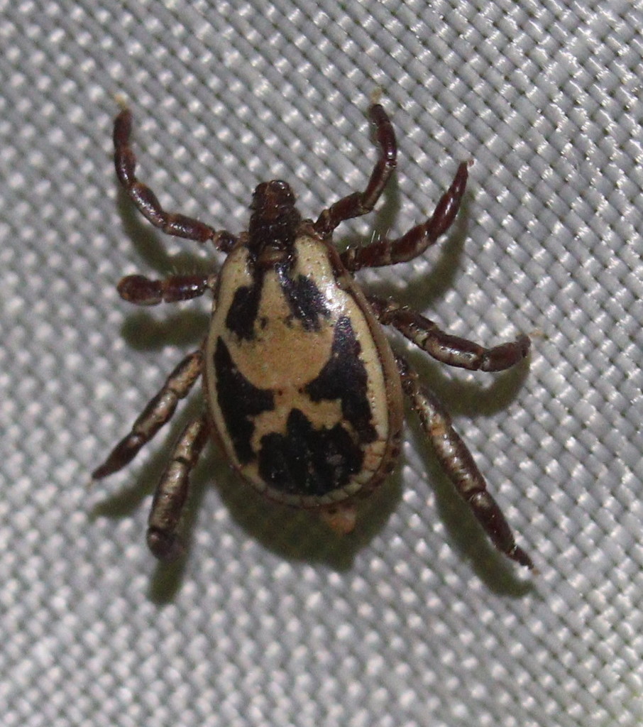 Zebra Tick