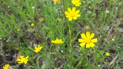 Tetraneuris linearifolia