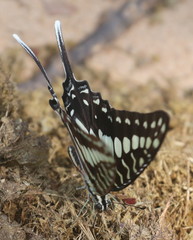 Graphium porthaon