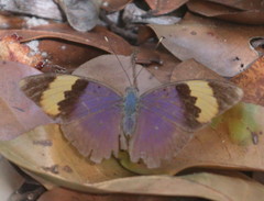 Euphaedra neophron littoralis