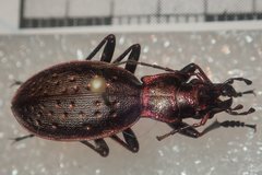 Carabus irregularis irregularis
