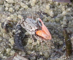 Austruca occidentalis