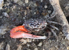 Austruca occidentalis