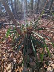 Yucca filamentosa