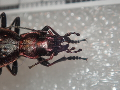 Carabus irregularis irregularis