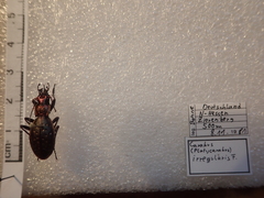 Carabus irregularis irregularis