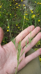 Tetraneuris linearifolia