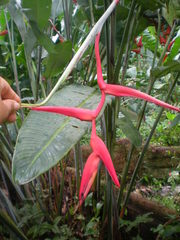 Heliconia