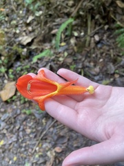 Columnea magnifica