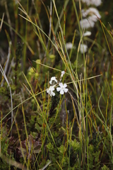 Chascanum