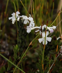 Chascanum