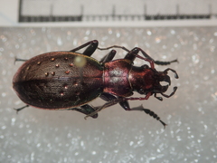 Carabus irregularis irregularis
