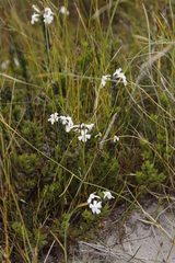 Chascanum
