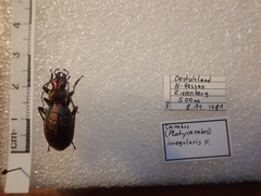 Carabus irregularis irregularis