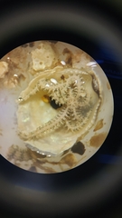 Ophiactis savignyi
