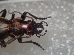 Carabus irregularis irregularis
