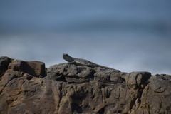 Microlophus peruvianus