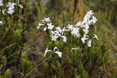 Chascanum