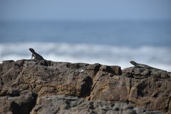 Microlophus peruvianus