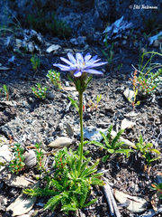 Perezia pedicularidifolia