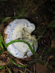 Lactarius indigo indigo