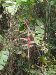 Heliconia chartacea