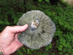 Lactarius indigo indigo