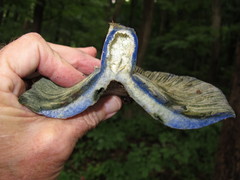 Lactarius indigo indigo