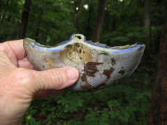 Lactarius indigo indigo