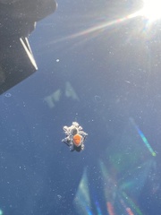 Phidippus adumbratus