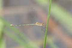 Lestes plagiatus
