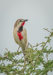 Rhodophoneus cruentus