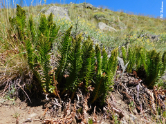 Polystichum andinum