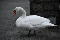 Cygnus olor