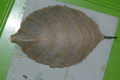 Leipomeles dorsata