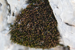 Orthotrichum strangulatum