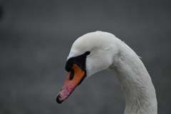 Cygnus olor